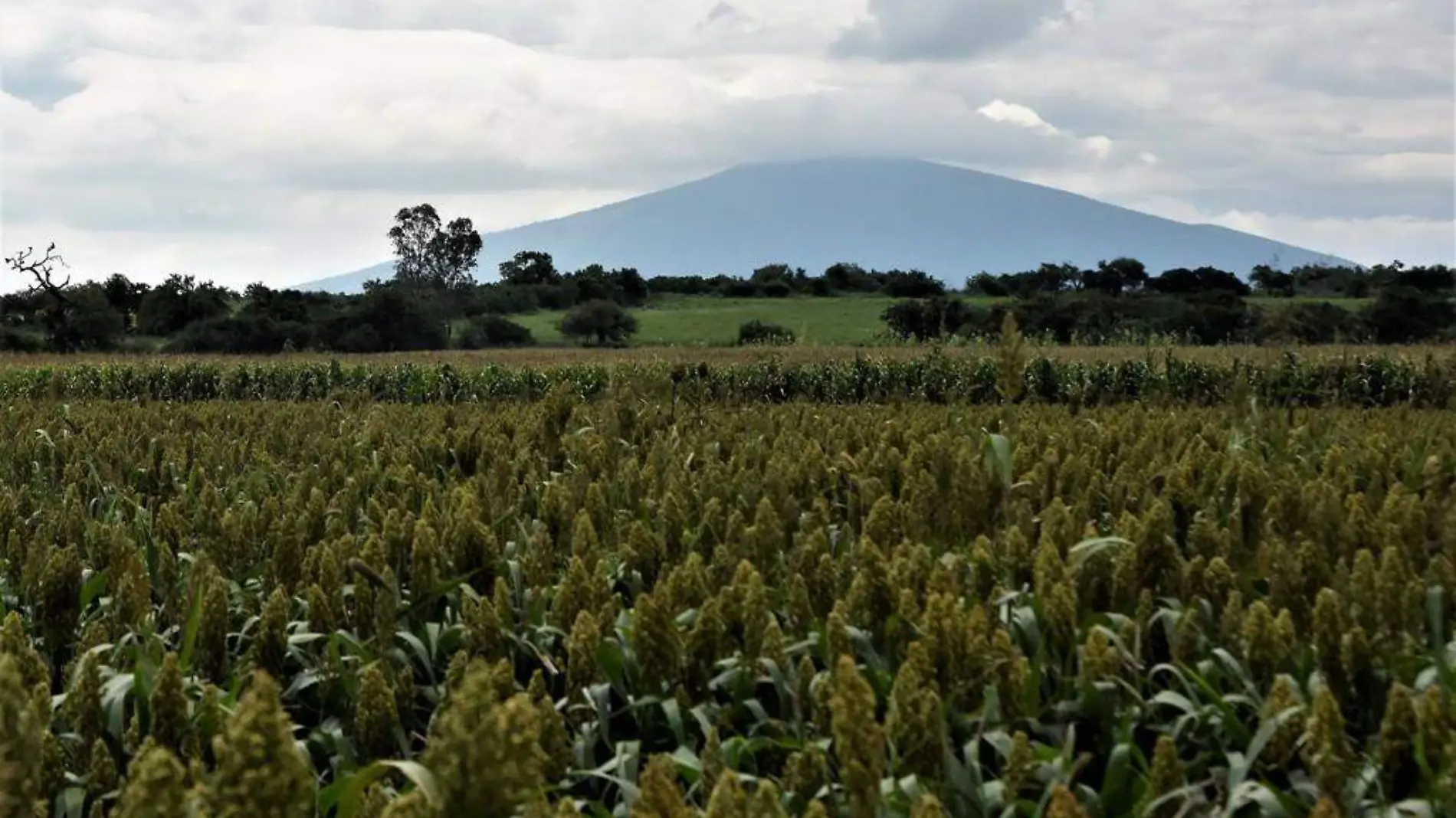 producciónAgrícola (4)